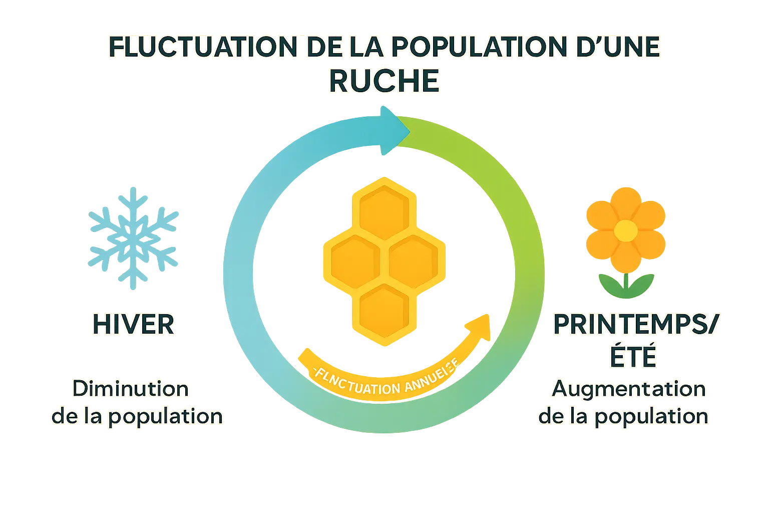 Graphique montrant la <strong>fluctuation de la population d'une ruche</strong> au fil des saisons, avec un pic en été et un creux en hiver.