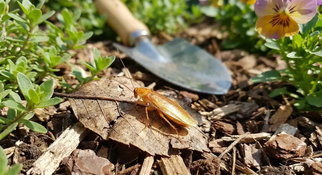 cafard de jardin qui se ballade
