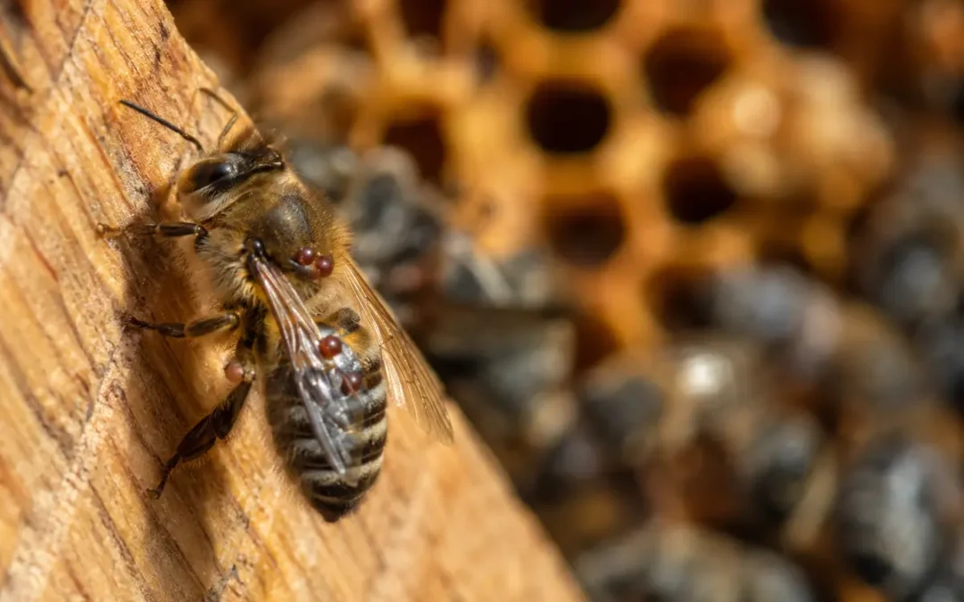 Varroa Traitement Naturel : Méthodes Efficaces 2026