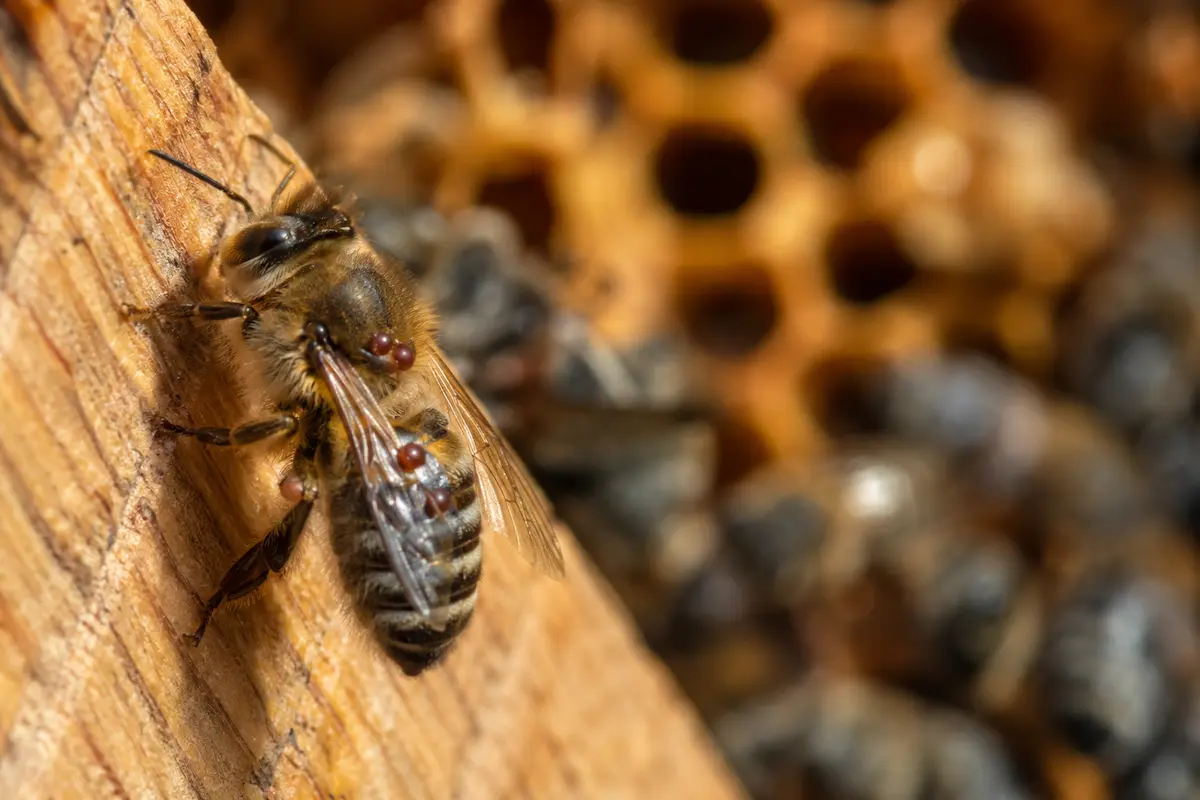 Varroa Traitement Naturel : Méthodes Efficaces 2026