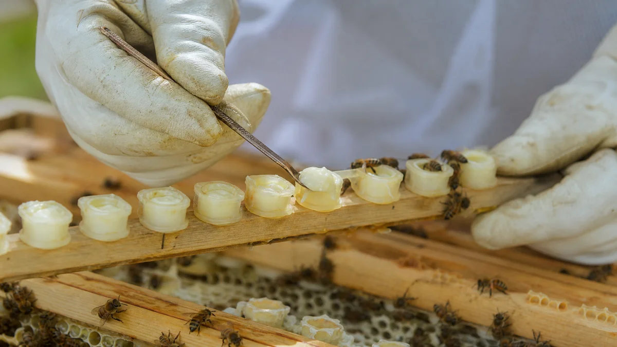 Pourquoi la ruche ne stocke jamais de gelée royale — Combien de gelée royale par ruche ?